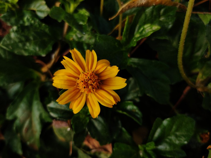 flower