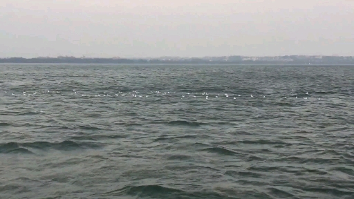 Waterbirds