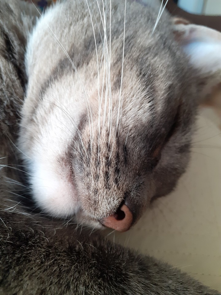 wiskers