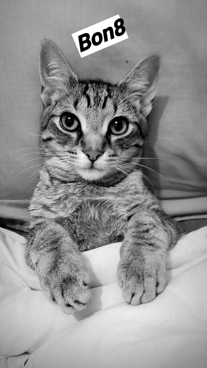 cute cat