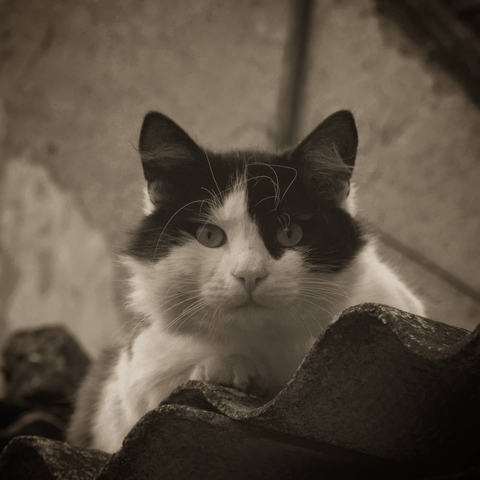 cat =^•^=