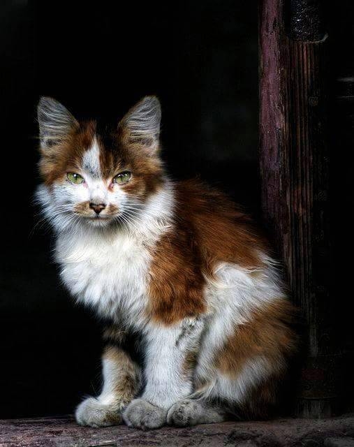 cat