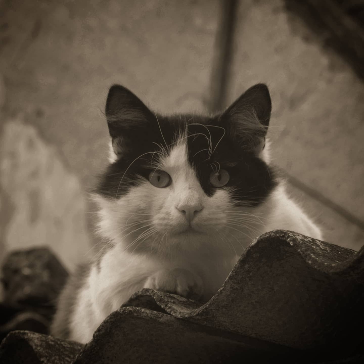 cat =^•^=