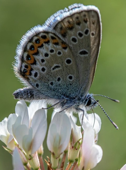 тапети pollinator, lepidoptera