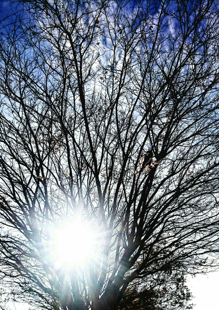 stone tree