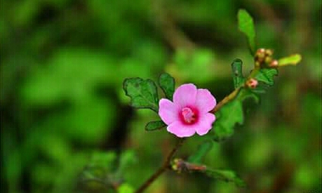 pink   ......