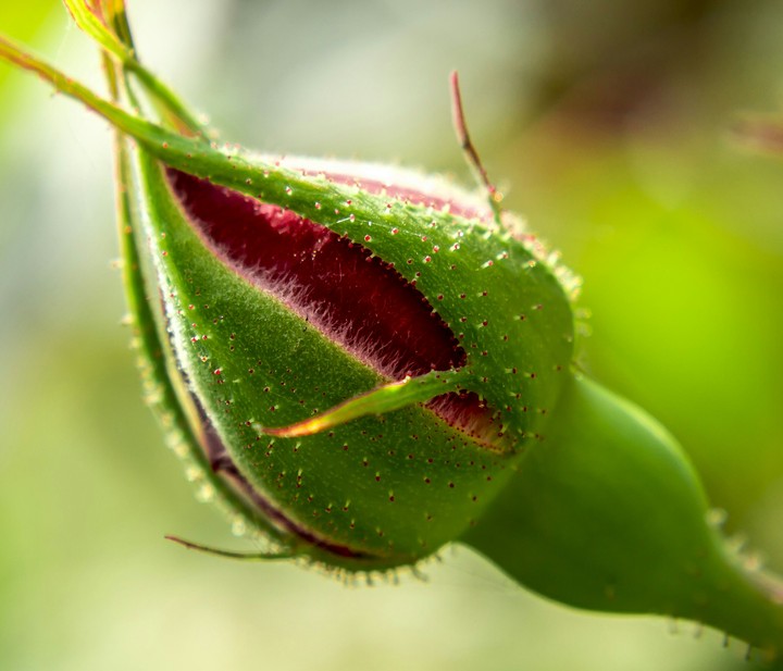 Details in macro shot
