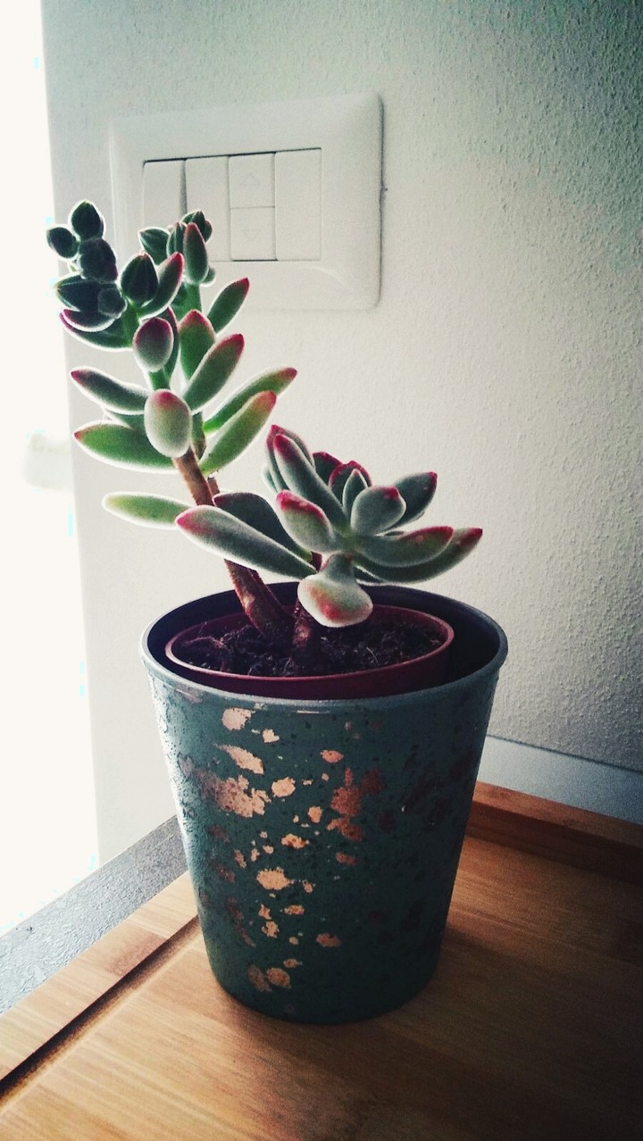 plant