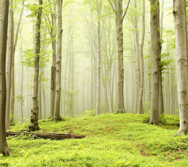 nature