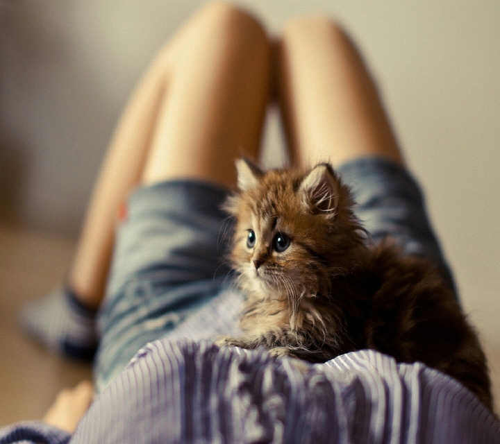 Cat Home