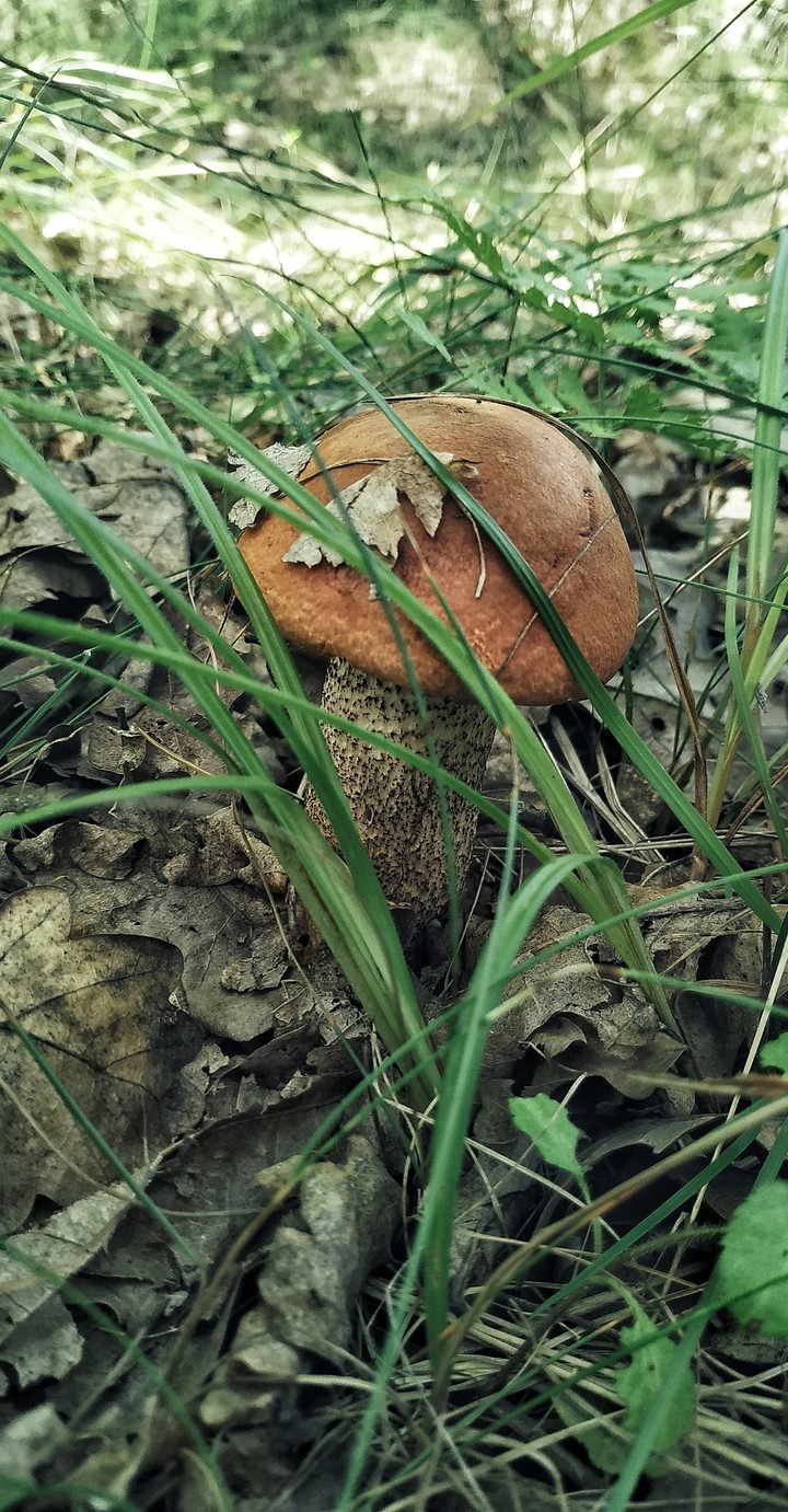mushroom