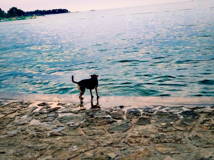 dog and sea