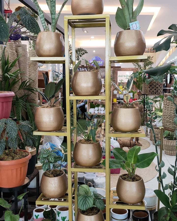 plants