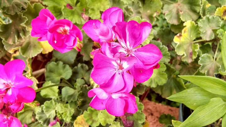 flores