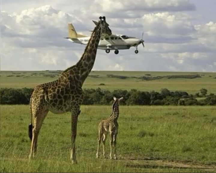 las girafas mas altas del mundo