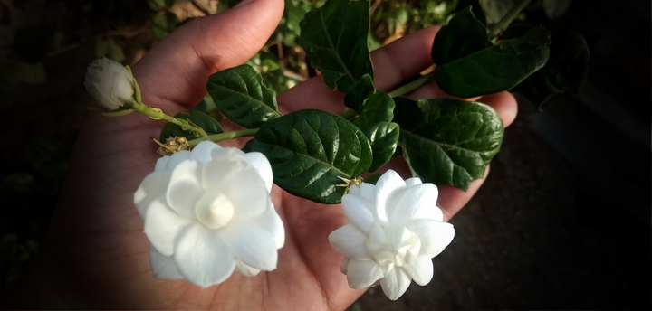 jasmin flowers