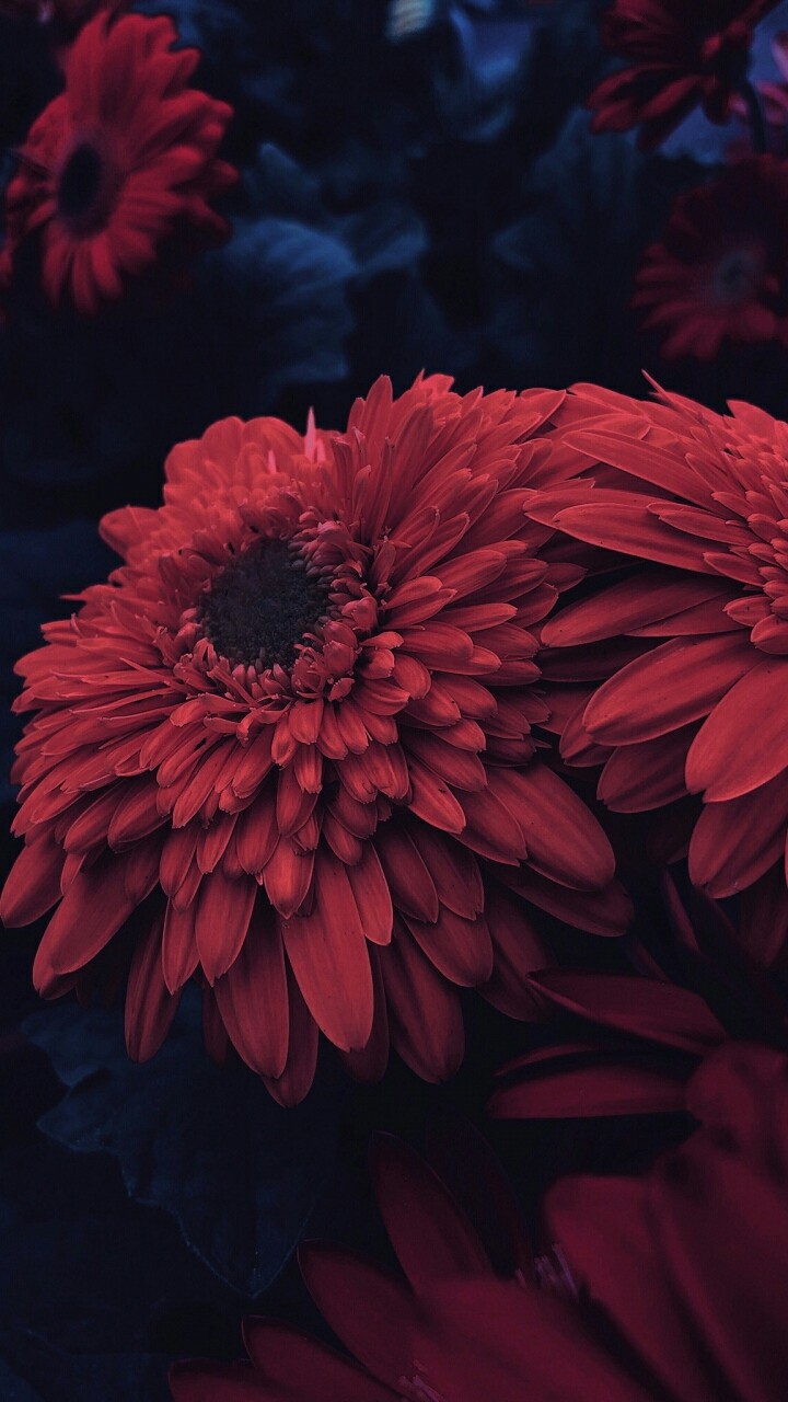 beautiful flower