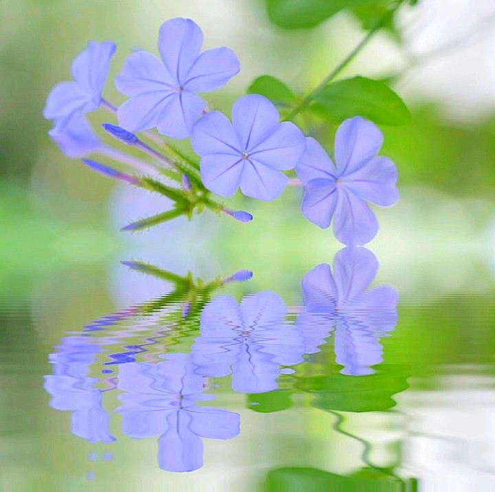 reflection