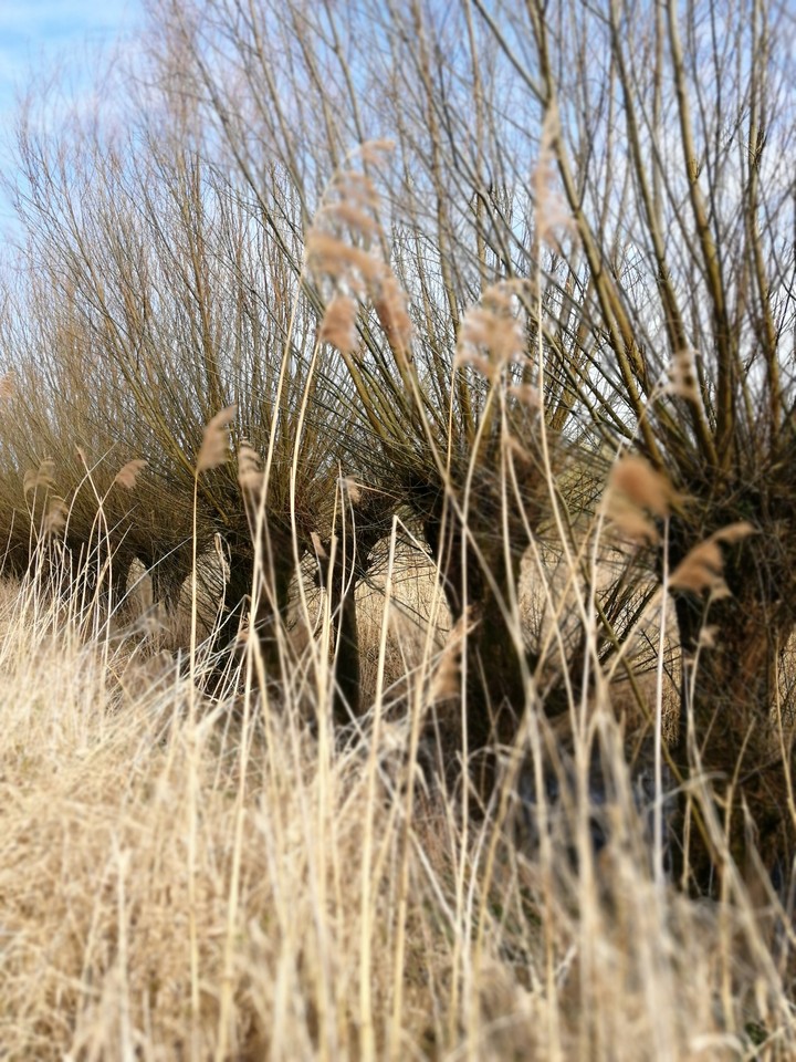 trees