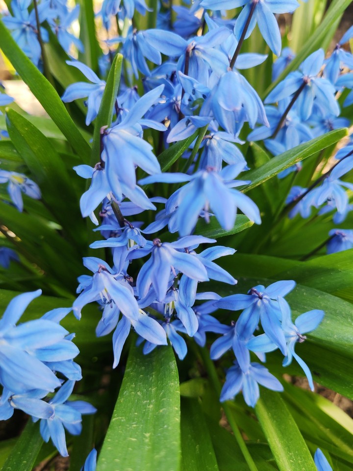Snowdrops