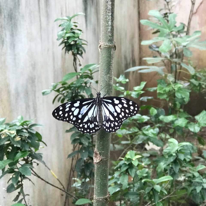 butterfly in my garden
