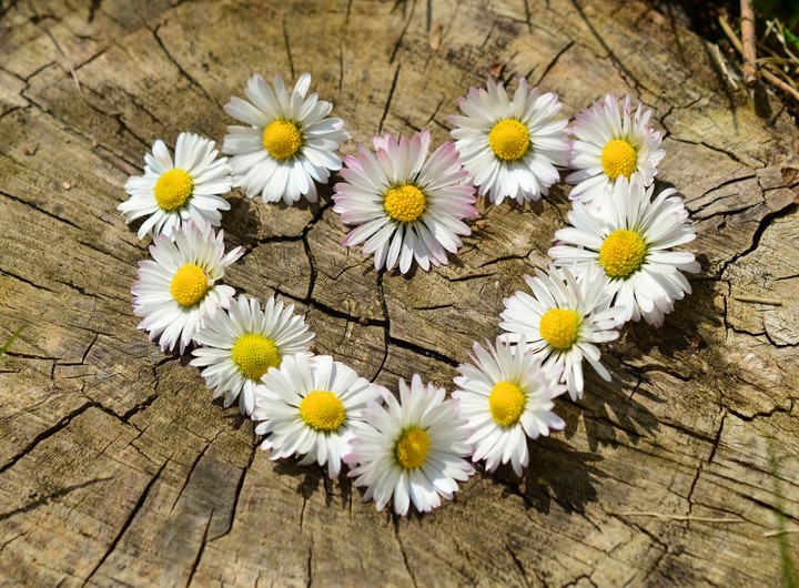 flower heart