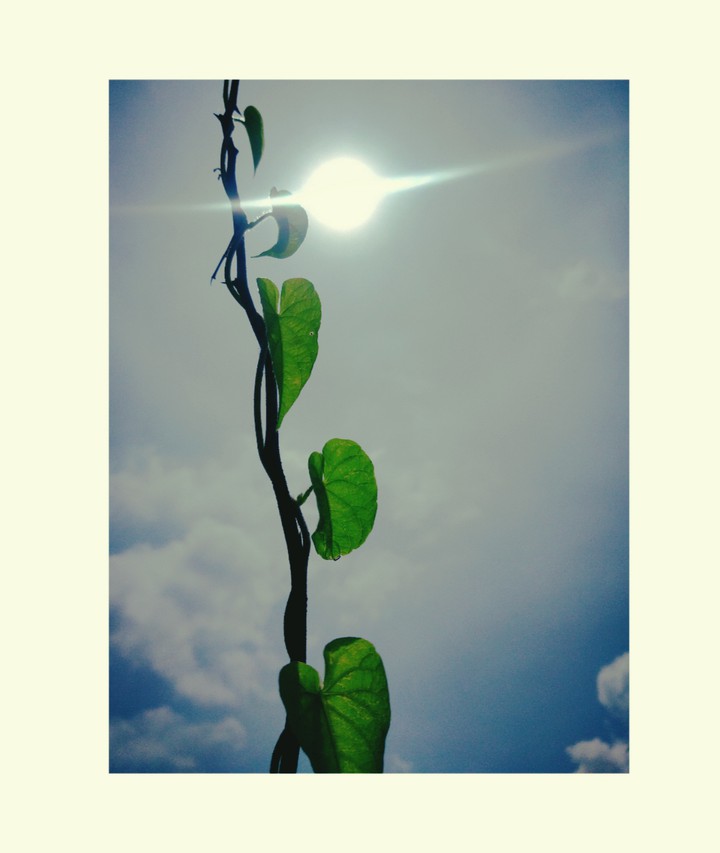 leaves