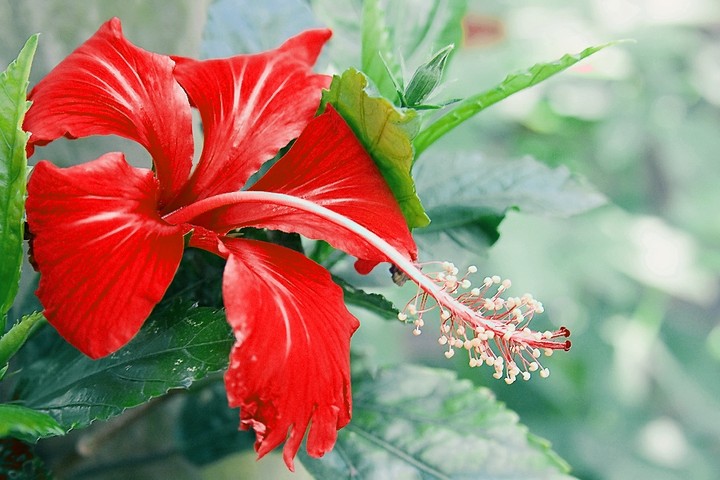 flowers