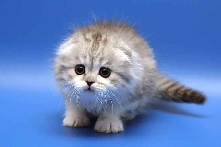 Kitty