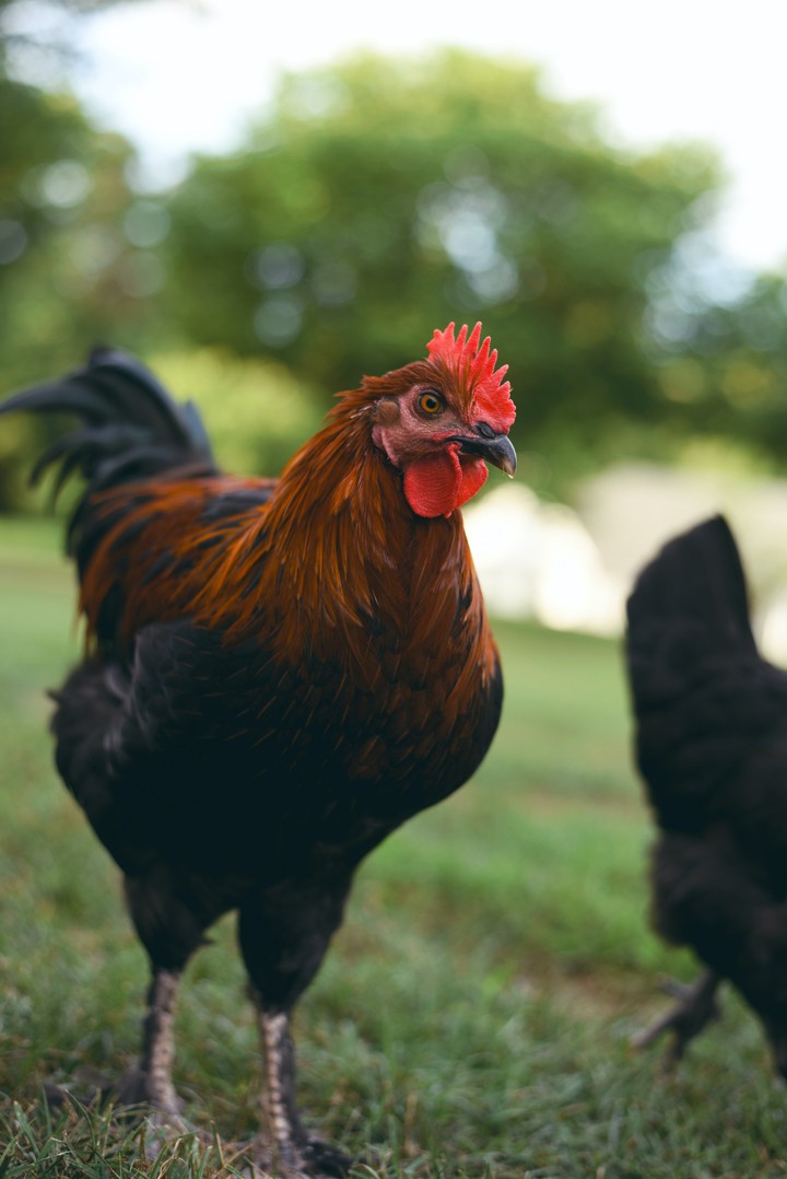Cock