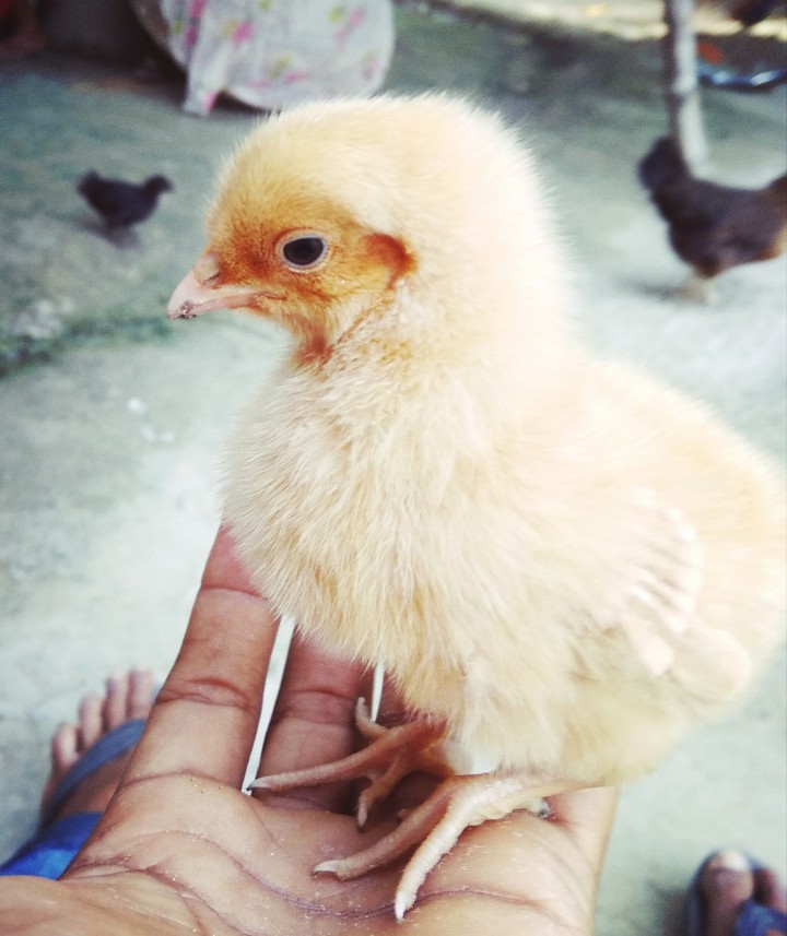 my cute hen