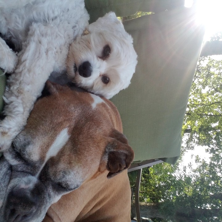 My dogs!