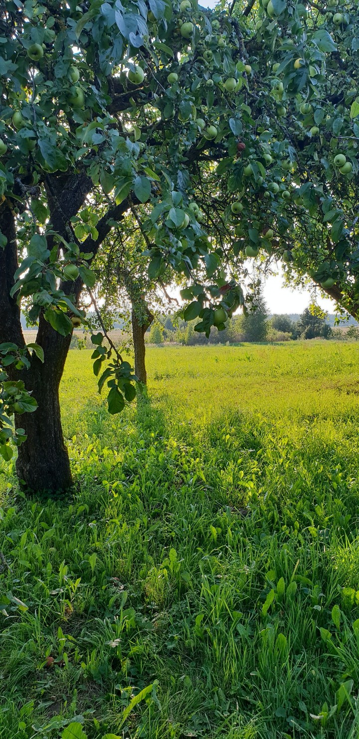 Apple tree