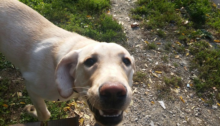 Dog's precious smile
