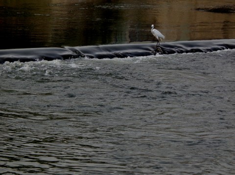bird
