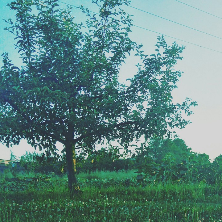 Green photo