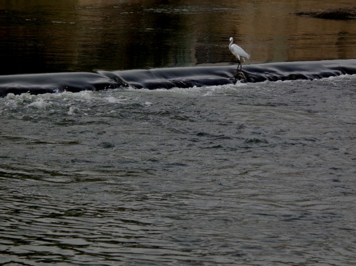 bird