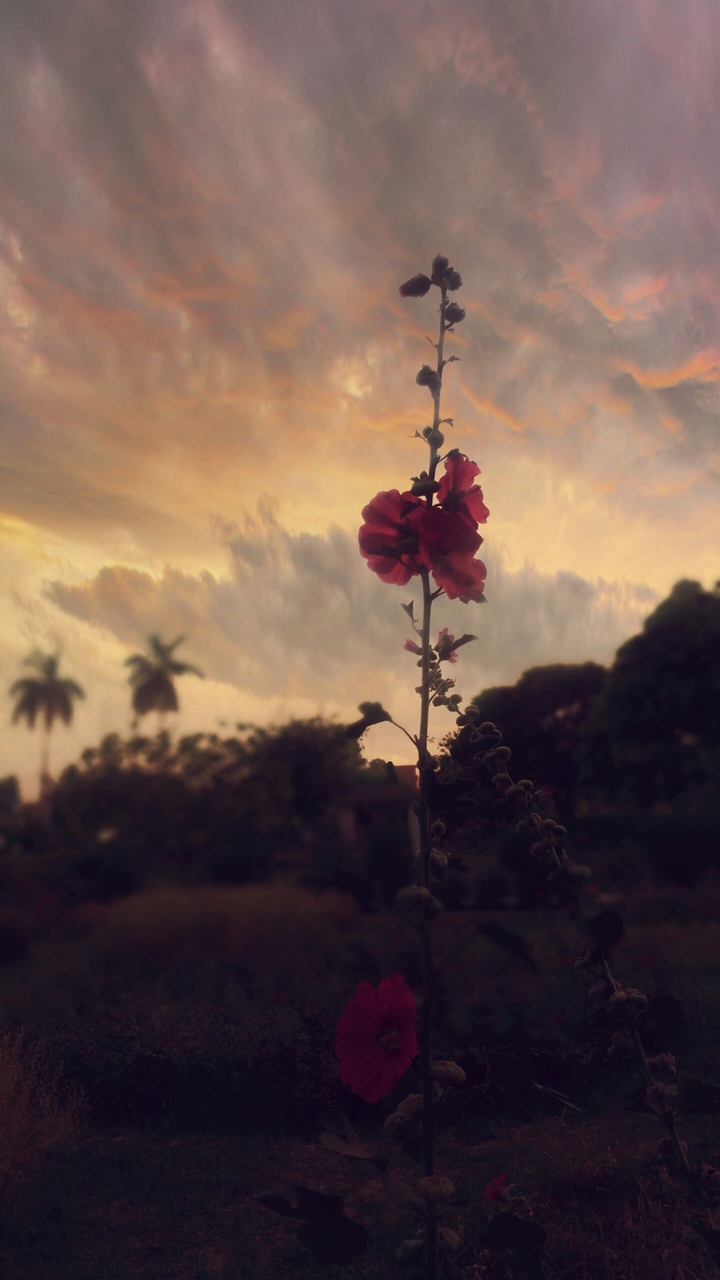 Goa sunset