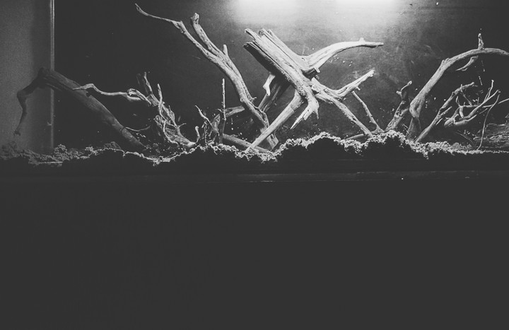 wood