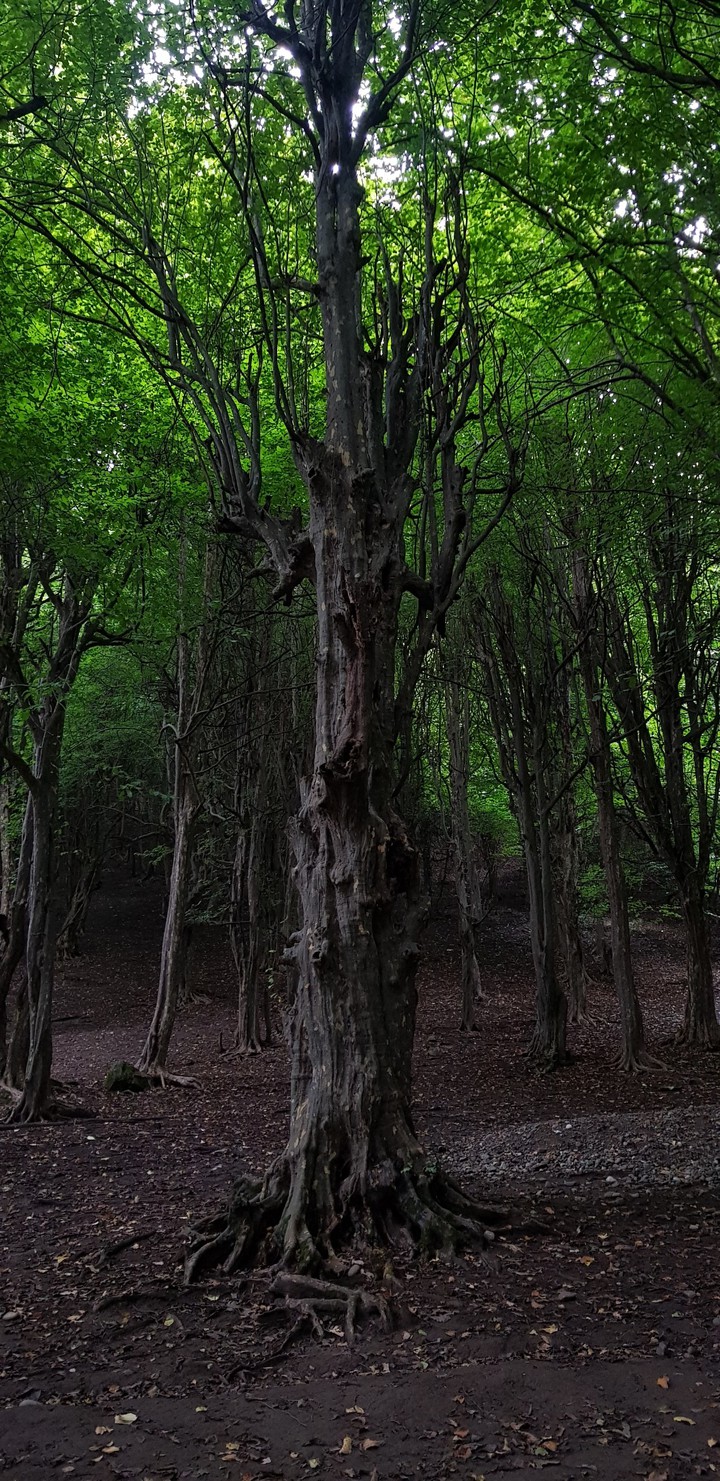 Tree