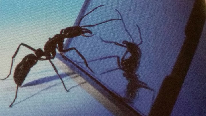Drawing insect miroir