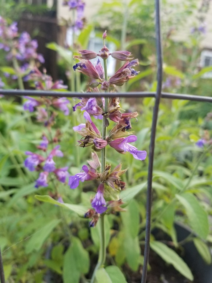 sage flowers