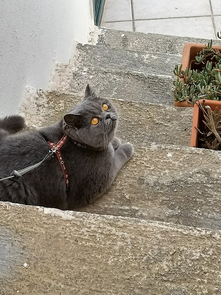 nina