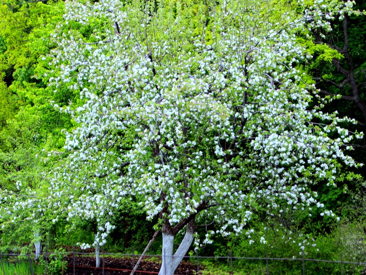 Blossom. Apple flowers