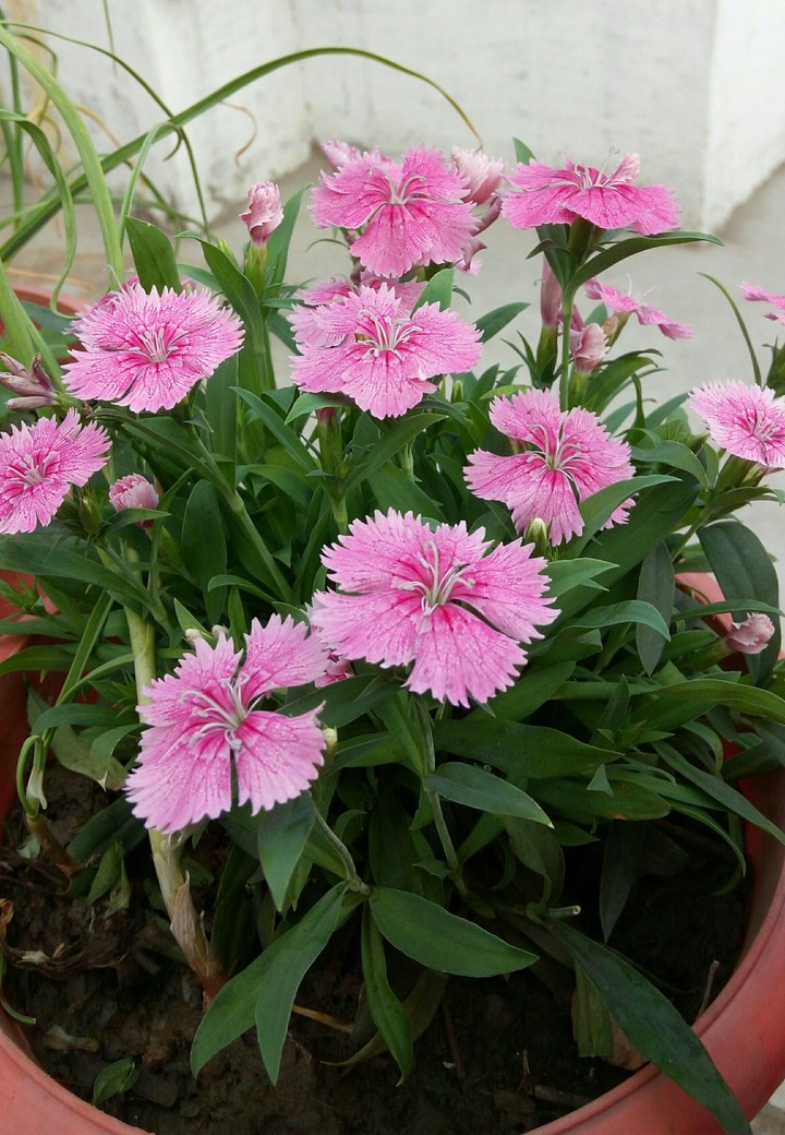 pink flowers