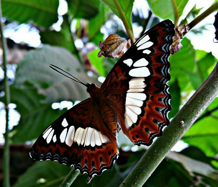 butterfly