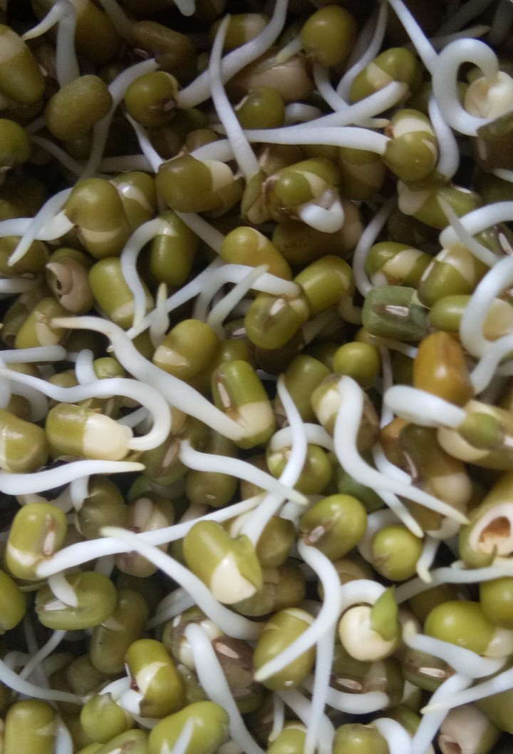 bean