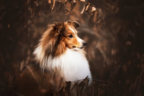 fonds d'écran canidae, collie