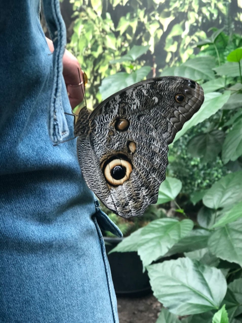 Butterfly