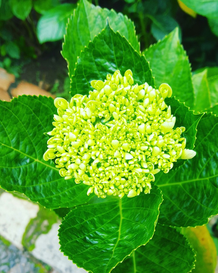 Cẩm Tú Cầu